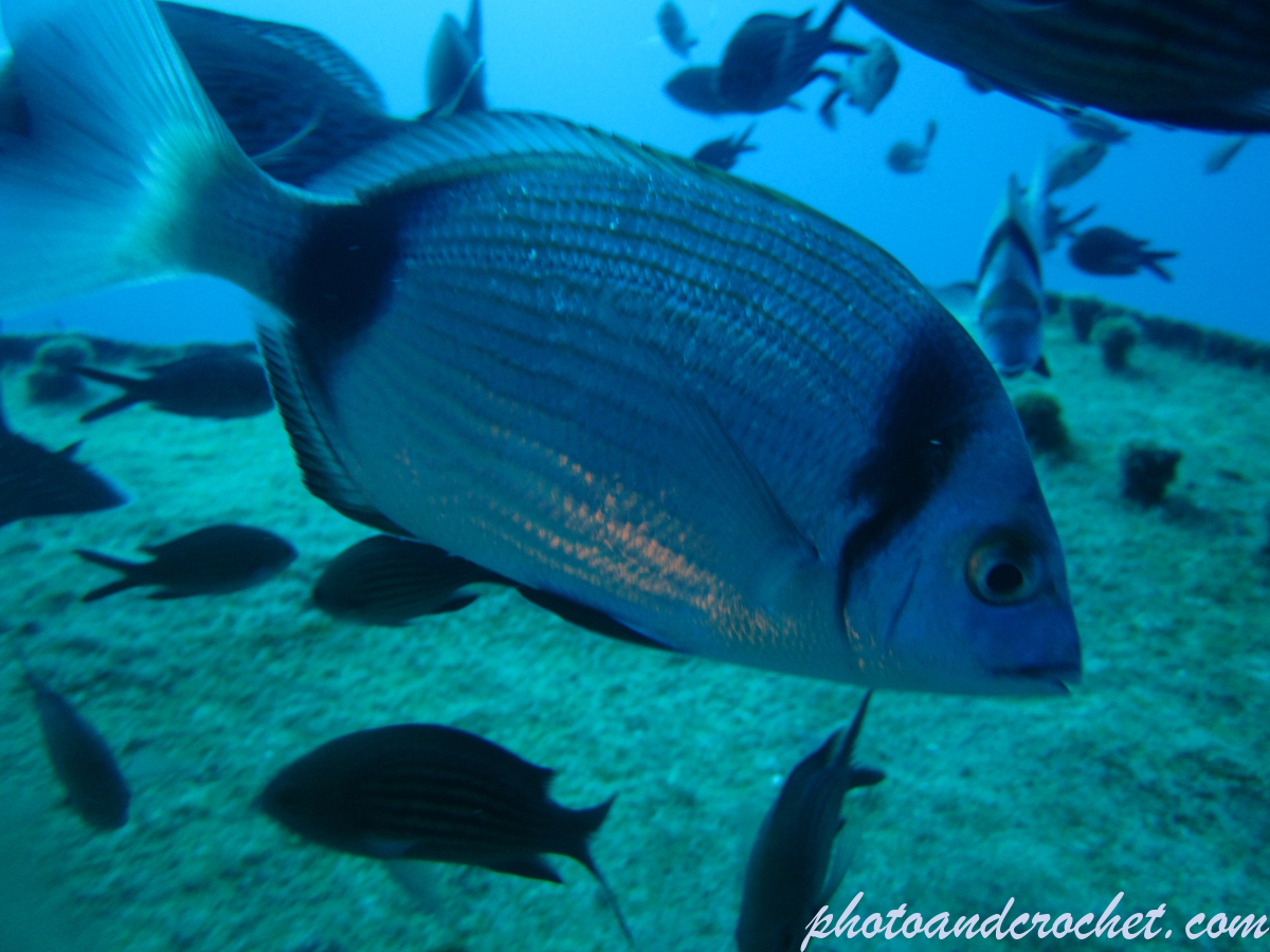 Two-banded Seabream - Image